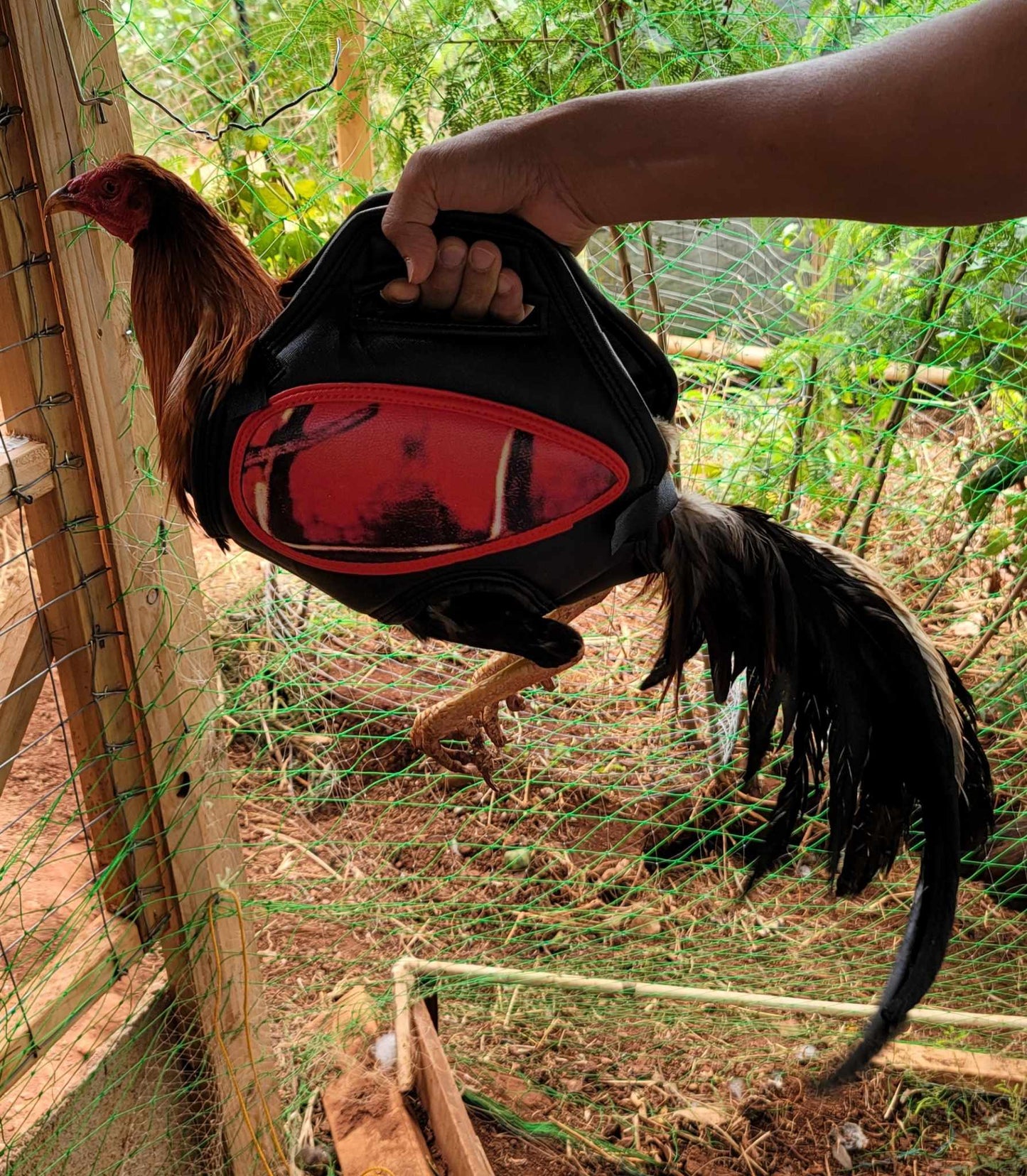 Catch Cock