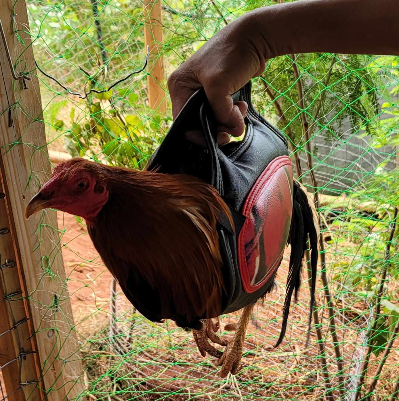 Catch Cock